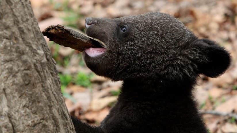 Criaron a oso en peligro de extinción, creyendo que era un perro