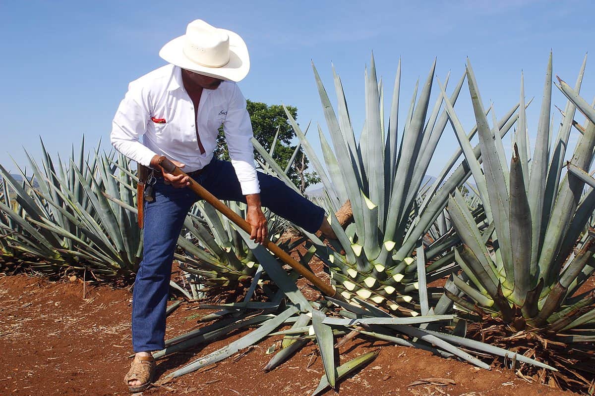 Por estas razones México es exclusivo productor de tequila