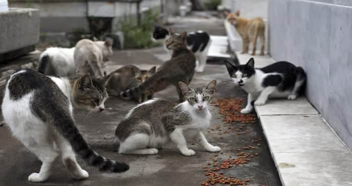 Australia quiere matar a los gatos salvajes; espera eliminar 2 millones para 2020