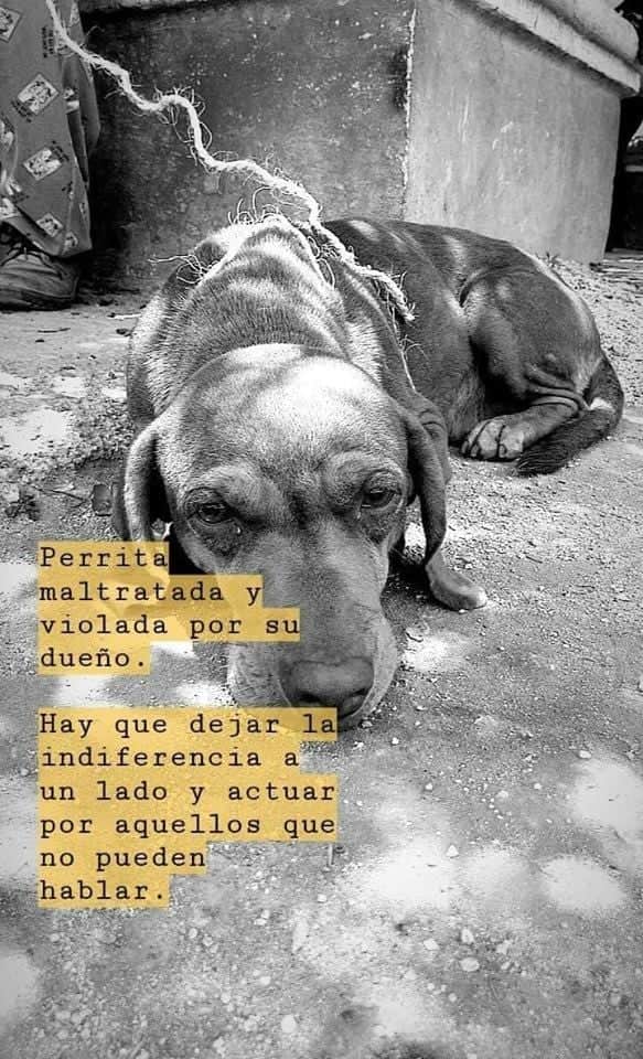 Denuncian a indigentes por un caso de zoofilia y maltrato animal