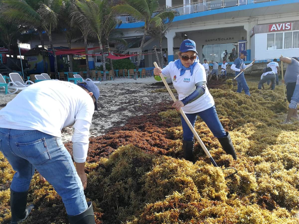 Ya van 13 mil metros cúbicos de sargazo levantados en 38,400 metros de playas