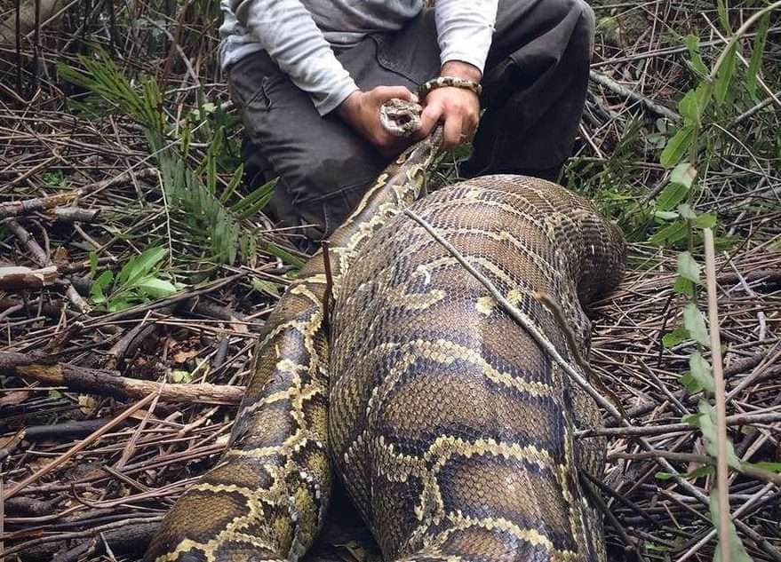 Se desaparece por un día y es encontrada en el vientre de un pitón