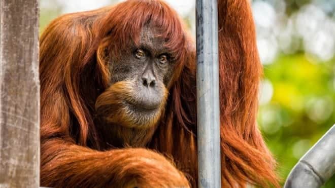 Muere la orangután más longeva del mundo