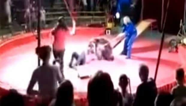 Oso ataca a empleado de circo después de ser golpeado (Vídeo)