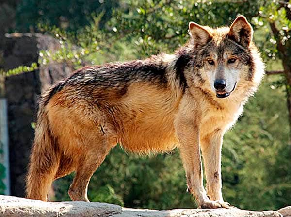 Lobo gris, sale de la lista de especies en peligro de extinción