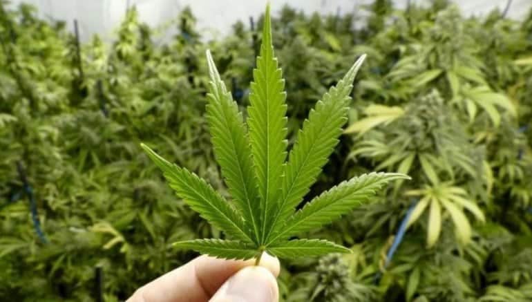 Canadá, a punto de legalizar la marihuana