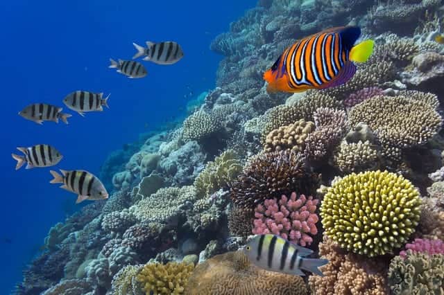 En riesgo, arrecifes de Quintana Roo