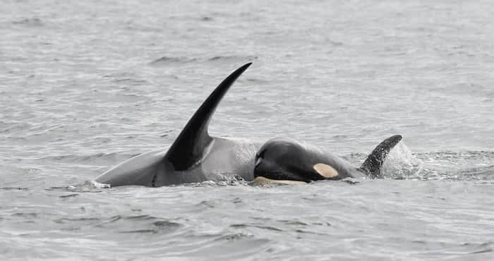 Orca empuja a su cría muerta durante días en señal de luto