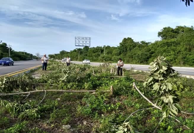 Atrae Profepa tala de 135 árboles en Playa-Puerto Morelos