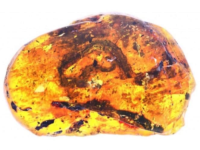 Encuentran serpiente fosilizada de 99 millones de años de antigüedad