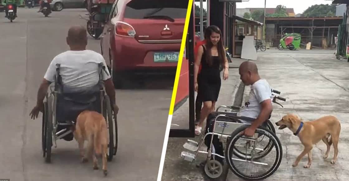 (Video) Perro ayuda a su dueño y le empuja la silla de ruedas