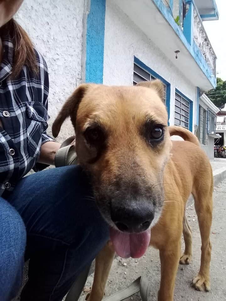 ¡Sigue esperando! Bruster, sobreviviente de maltrato busca "aventón" a L.A.