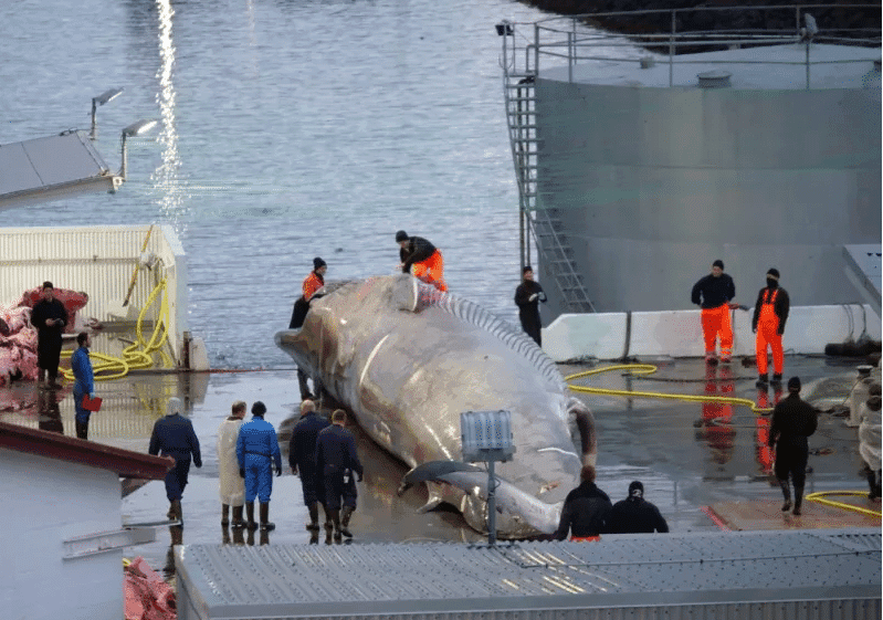 Matan a ballena azul y argumentan que "es un híbrido"