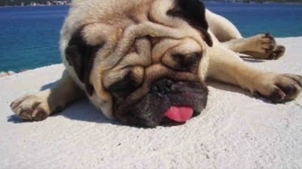 Esto es lo que debes saber sobre el golpe de calor en perros