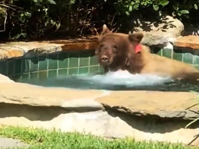 Oso irrumpe en una casa en Estados Unidos para bañarse en un jacuzzi