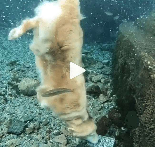 Video de perro buceador enamora en las redes sociales