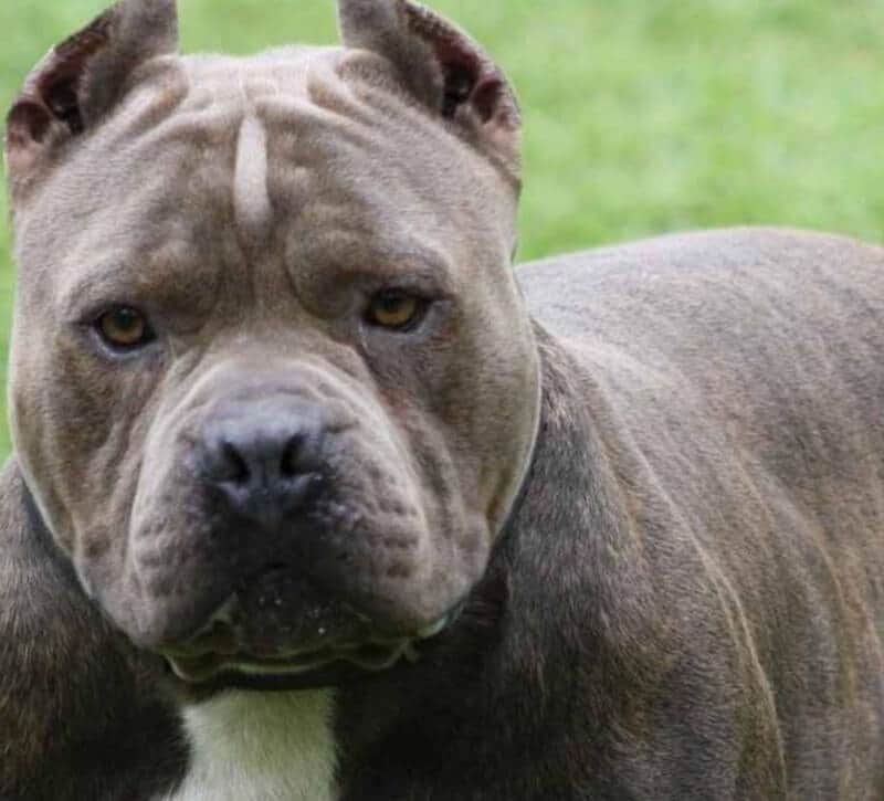 Personas que mutilen a sus mascotas con fines estéticos podrían ir a la cárcel