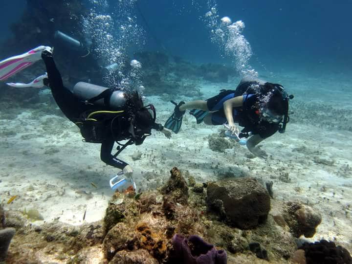 Se encienden las alarmas por bajo desove de corales en el Caribe Mexicano