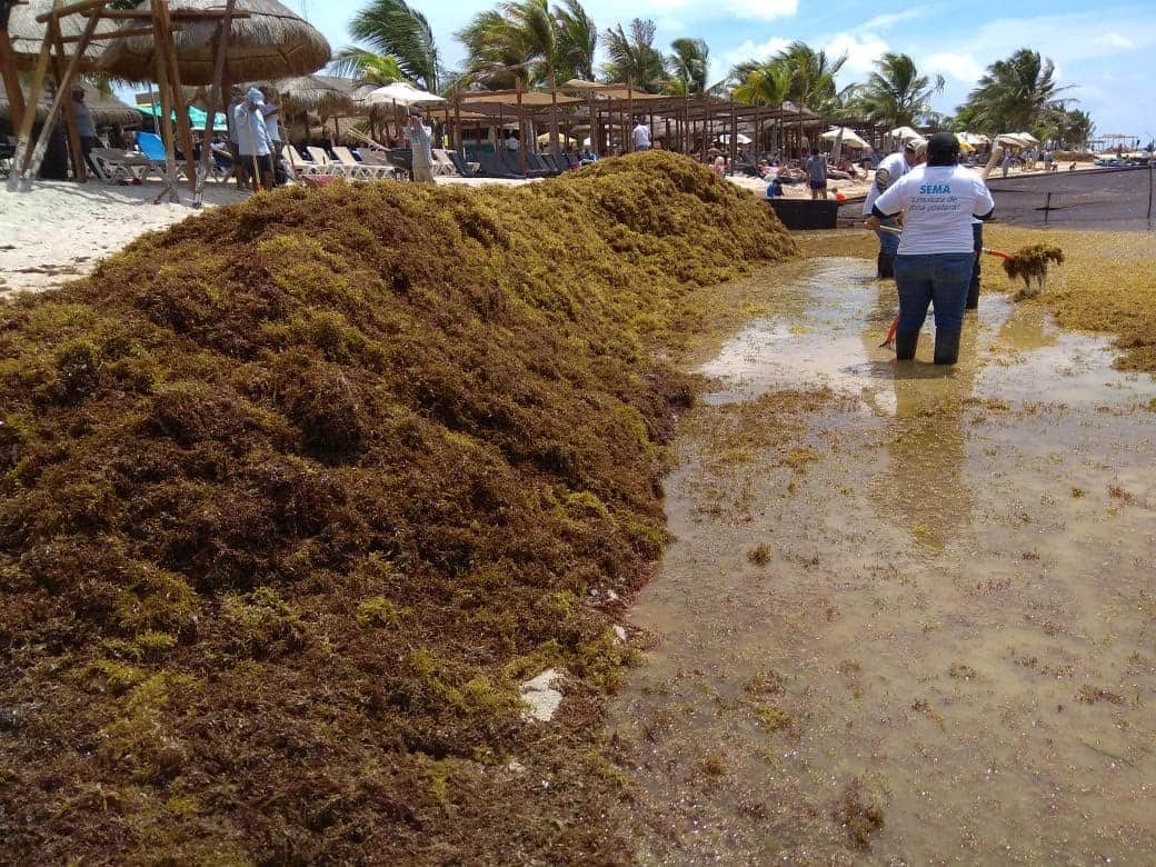 Invitan a sumar propuestas para el manejo de sargazo