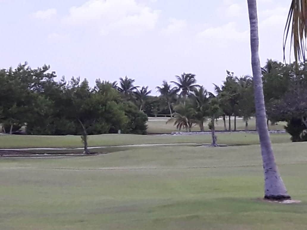 Hallan cadáver devorado por cocodrilos junto al Iberostar