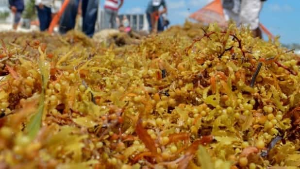 Sargazo puede ser útil en procedimientos quirúrgicos