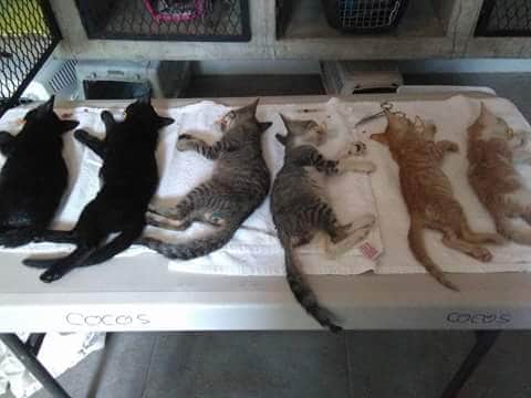 Roban instrumental para esterilización