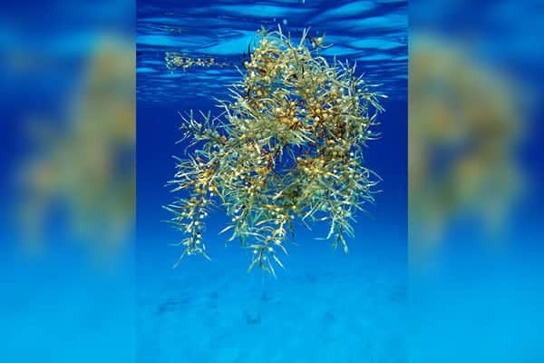 Si la vida te da sargazo, haz biocombustibles, cosméticos, ropa y hasta suplementos alimenticios