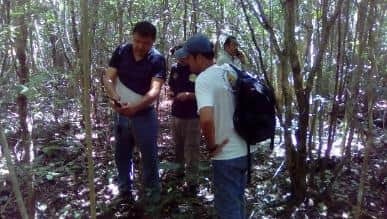 Es un ocelote, no un jaguar, el felino visto en la UT Riviera Maya