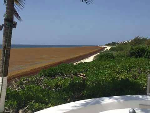 Federación se "cruza de brazos" ante arribo masivo de sargazo