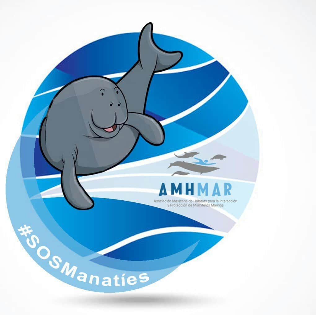 Viajan desde Cancún a Tabasco para salvar manatíes