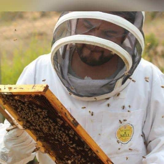 Tener estas plantas en casa ayuda a las abejas a no extinguirse