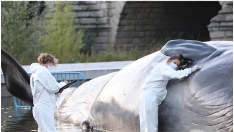 Galería: encuentran ballena varada en un río de Madrid