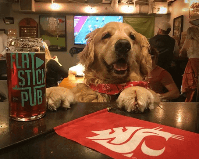 Perros no son tan inteligentes como aparentan