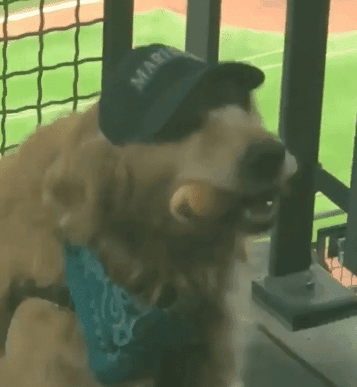 Video del perro Dash posando para una foto, enamora en redes sociales