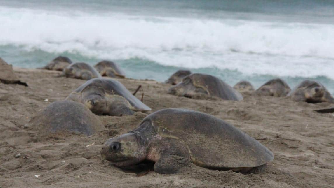 Disminuye anidación de tortugas en Cozumel