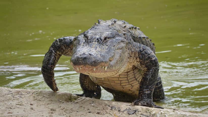 Video capta a un enorme caimán paseando por un campo de golf