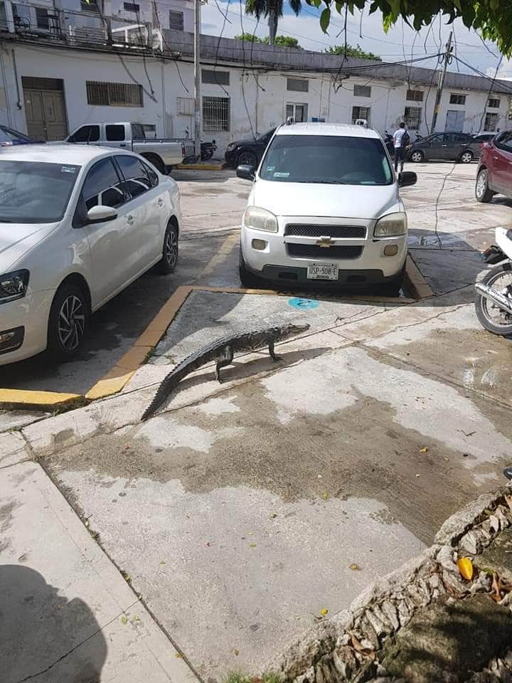 “Acecha” cocodrilo a empleado de gobierno