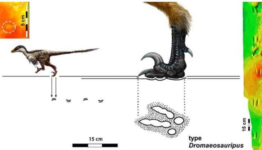 Descubren huellas de dinosaurio más pequeñas del mundo