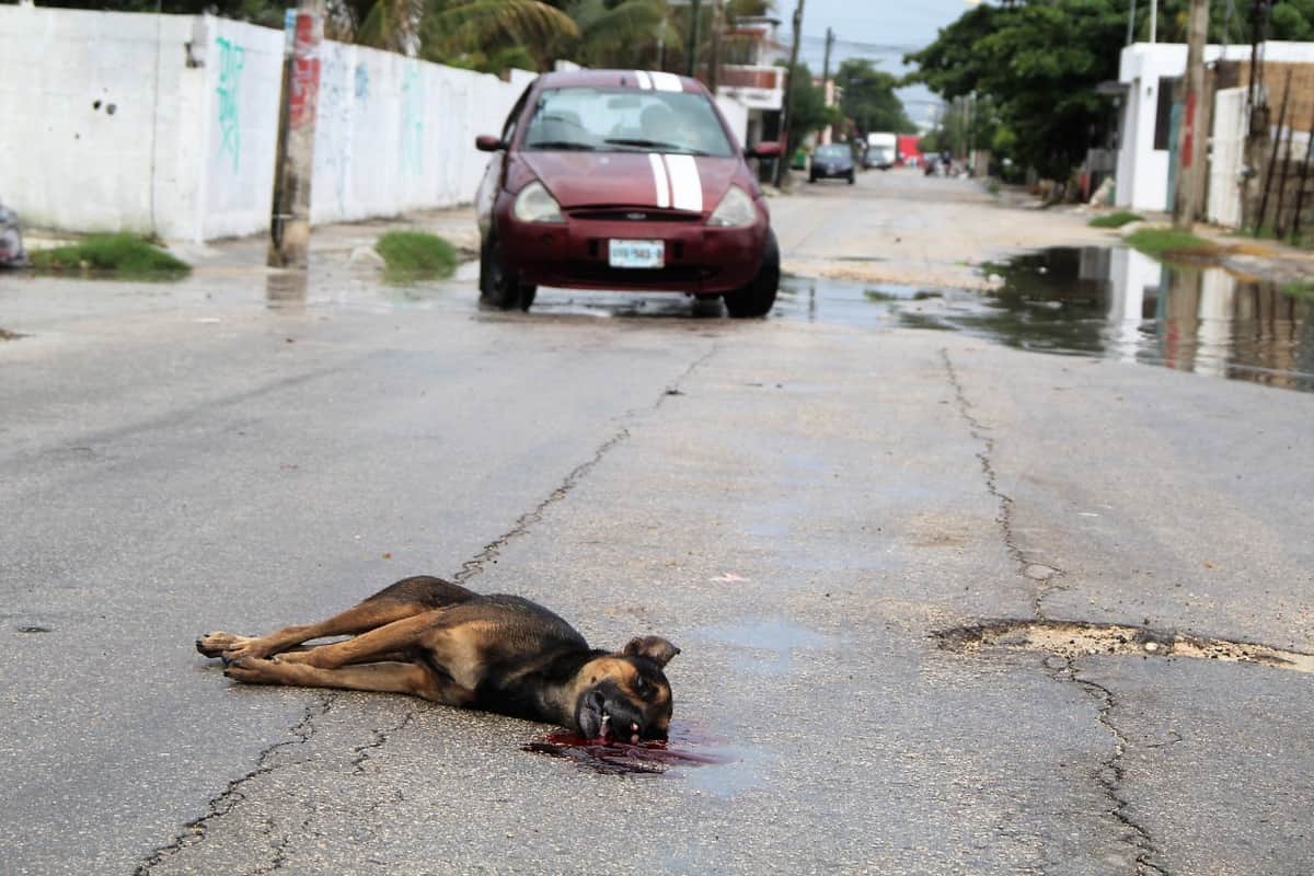 Hombre discute con su pareja y se desquita matando a su perro