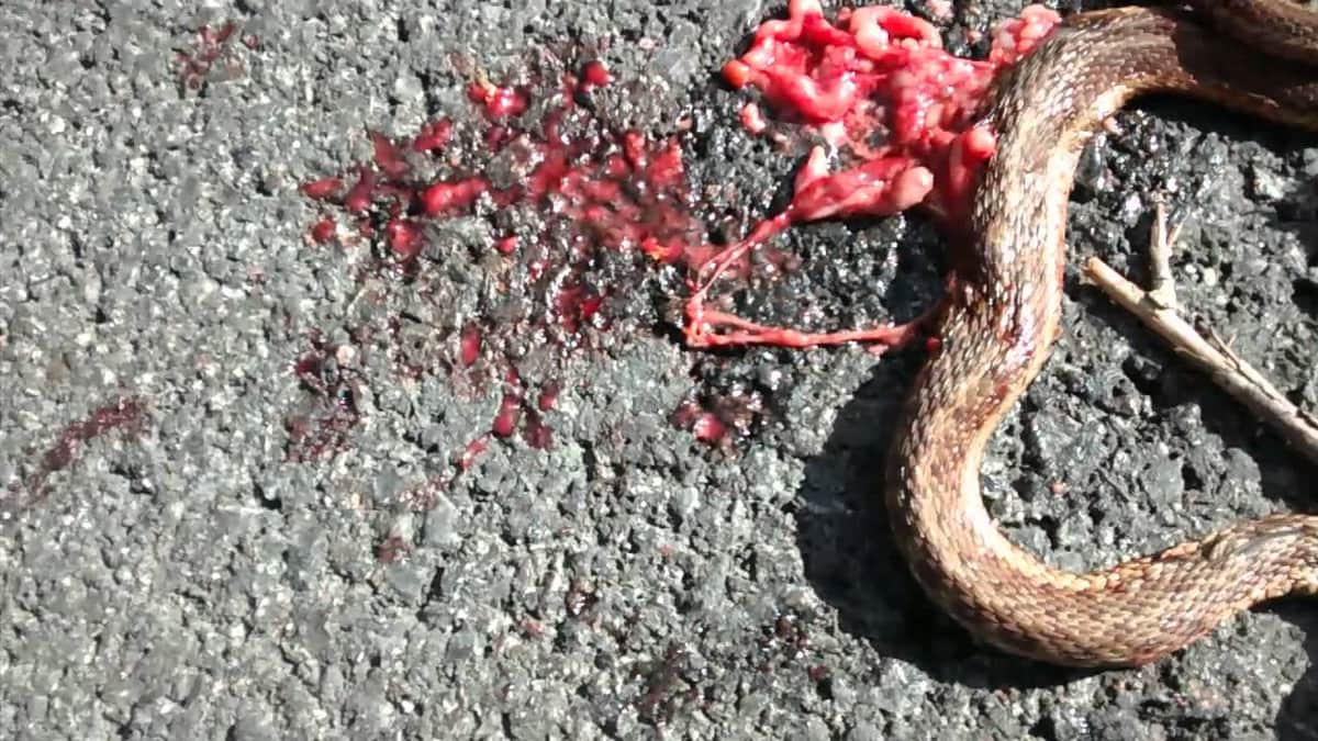 Vehículos ponen en peligro a especies endémicas