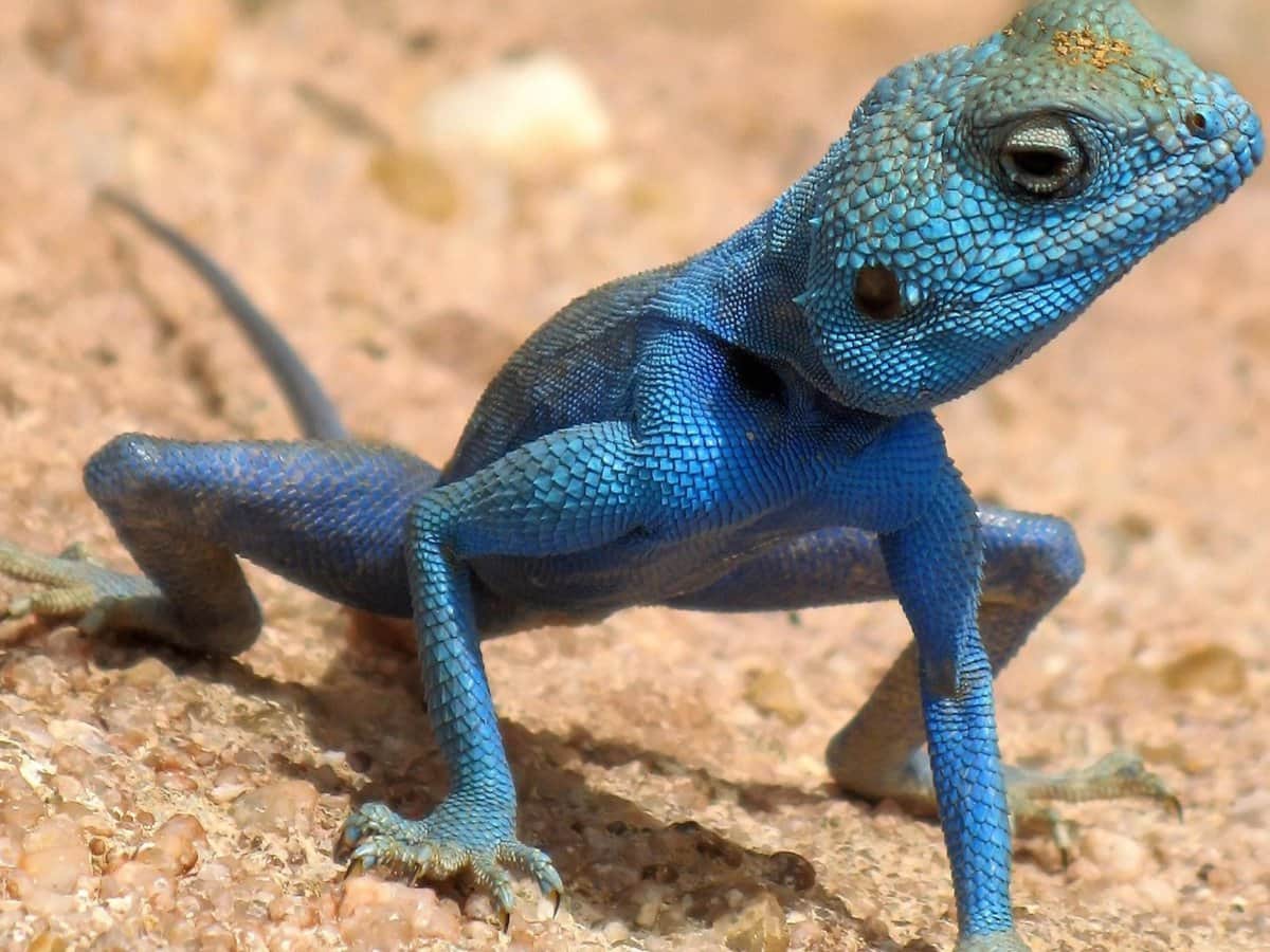 Cuatro animales de color azul que no sabías que existían