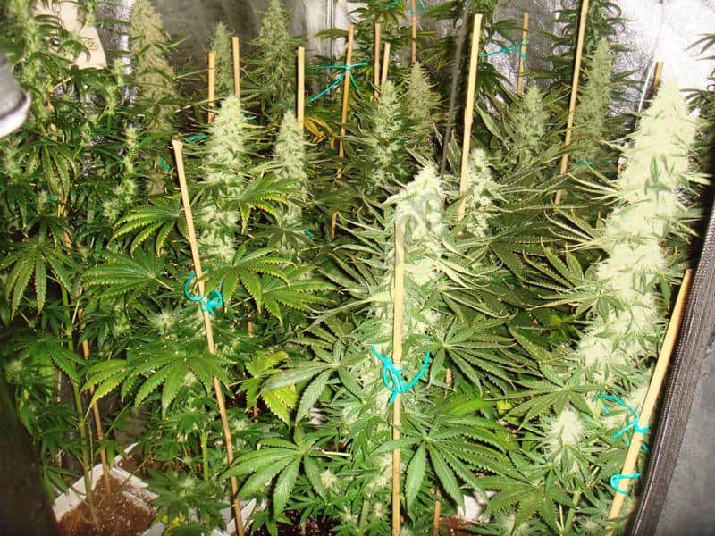 Ejido de Cozumel quiere cultivar marihuana en 4 mil 500 hectáreas