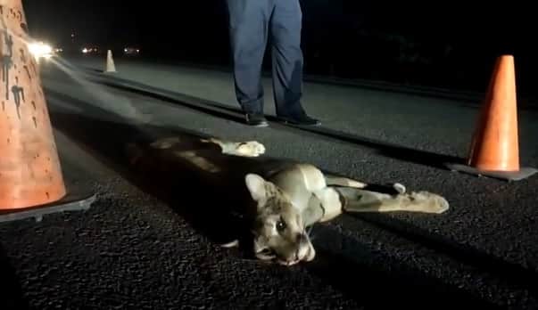 (Video) Muere puma arrollado en Tulum