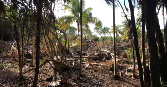 Laura Fernández permite la destrucción de mangles en Puerto Morelos