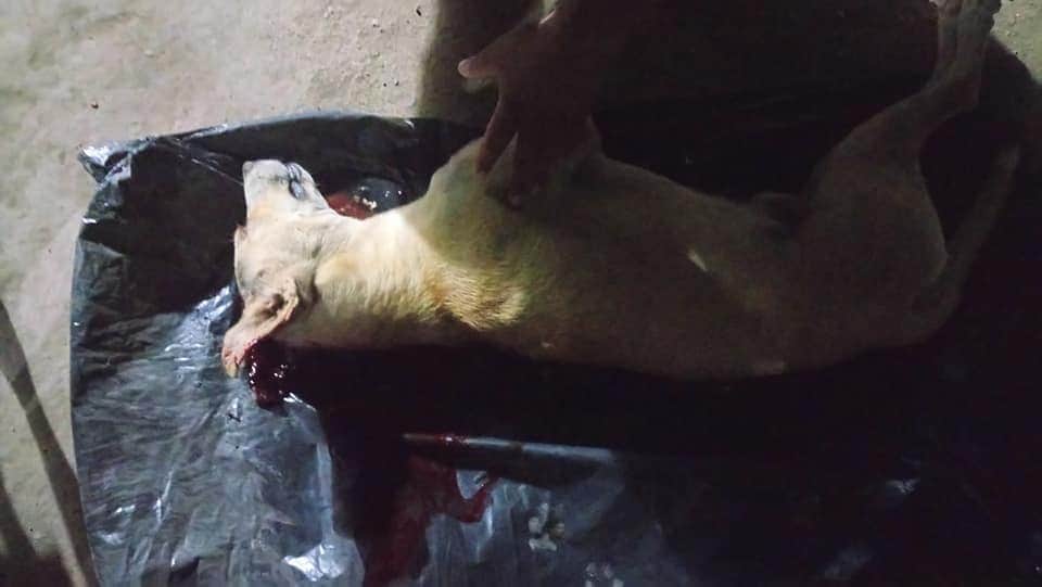 Video: De un machetazo en la cabeza mató a un perro en Calderitas