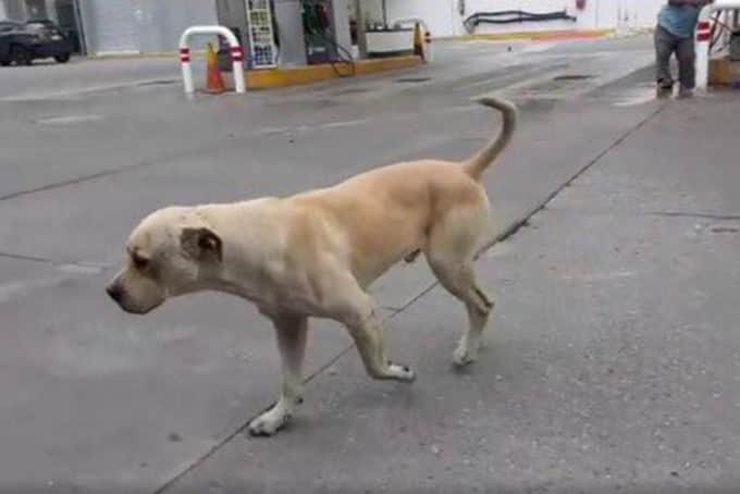 Video: Perro callejero salva a despachador de ser asaltado
