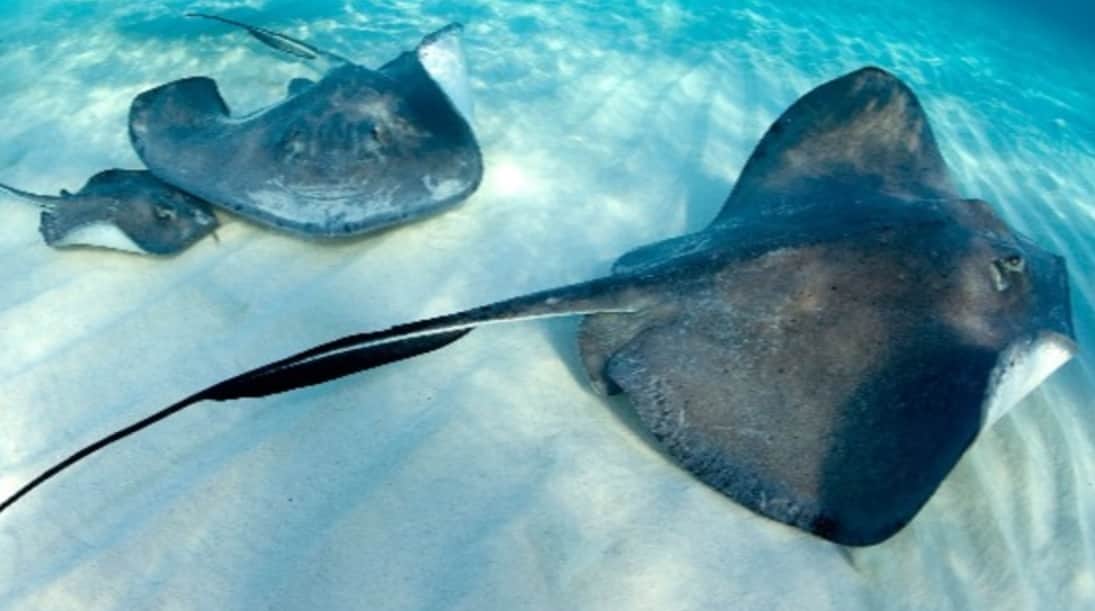 Crece el turismo de crucero en Riviera Maya