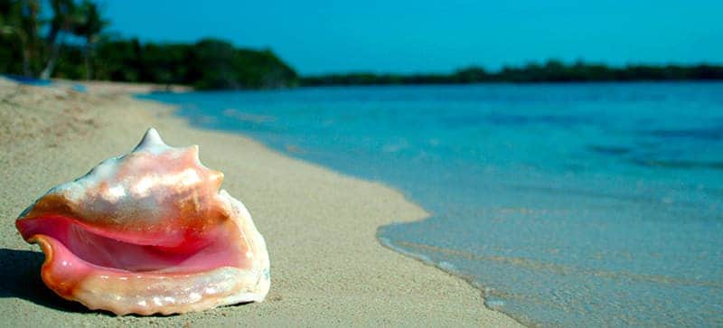 Aseguran 250 kilos de caracol rosado en Mahahual