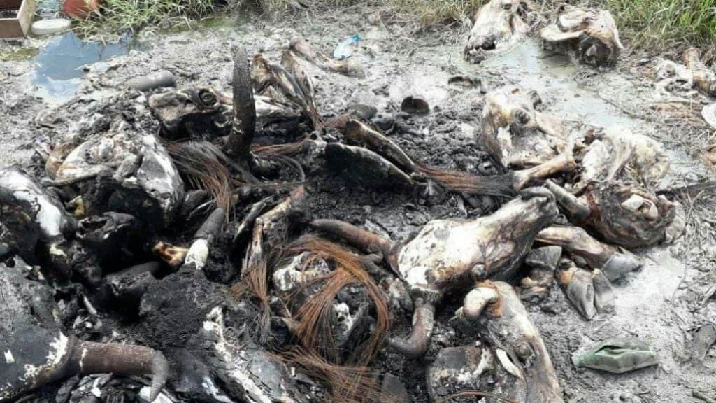 Denuncian predios llenos de basura y hasta restos de ganado en zona maya