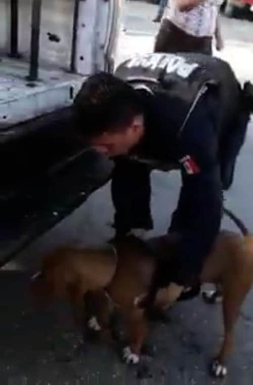 Encadenan policías de Cozumel a perro y lo arrastran hasta sangrar